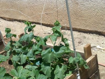 Cucumber photo IMG_20140605_125650.jpg